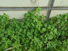 Parietaria micrantha