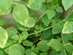 Parietaria micrantha