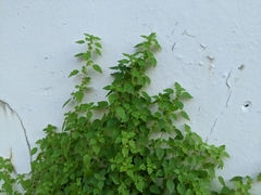 Parietaria micrantha