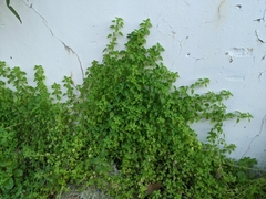 Parietaria micrantha
