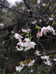Prunus discoidea
