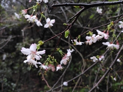 Prunus discoidea