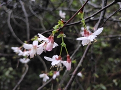 Prunus discoidea