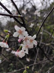 Prunus discoidea