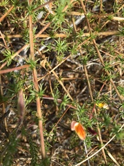 Aspalathus retroflexa bicolor