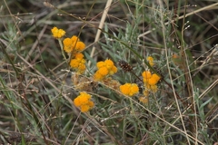 Chrysocephalum semipapposum