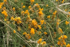 Chrysocephalum semipapposum