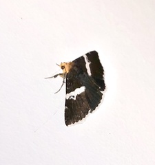 Buzara frontinus