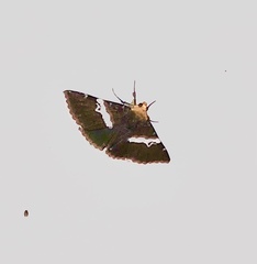 Buzara frontinus