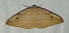 Hypochrosis hyadaria
