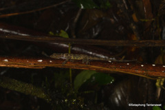 Cnemaspis lineatubercularis