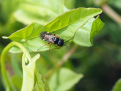 Allantus melanarius