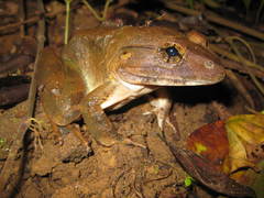 Limnonectes blythii
