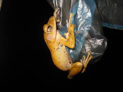 Polypedates leucomystax