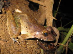 Limnonectes blythii