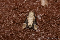 Formofentonia orbifer