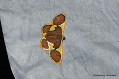 Plutodes cyclaria