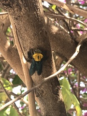 Xylocopa minor