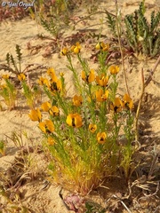 Adonis dentata