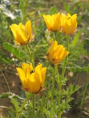 Adonis dentata