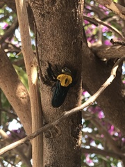 Xylocopa minor