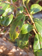 Mycosphaerella stemmatea