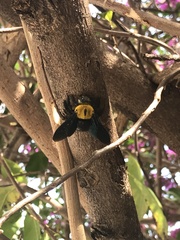 Xylocopa minor