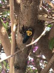 Xylocopa minor