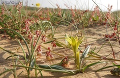 Rumex pictus