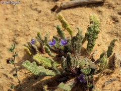Anchusa aggregata