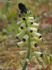 Muscari eburneum