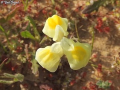 Linaria haelava