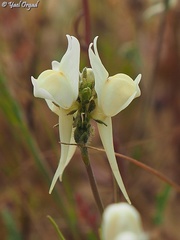 Linaria haelava
