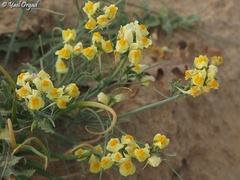 Linaria haelava