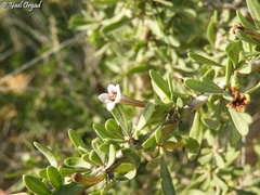 Lycium schweinfurthii