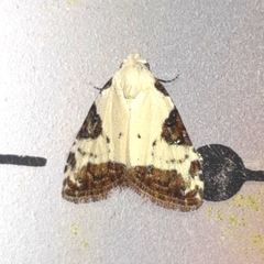 Meganola leucostola
