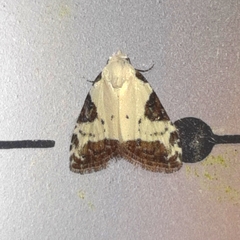 Meganola leucostola