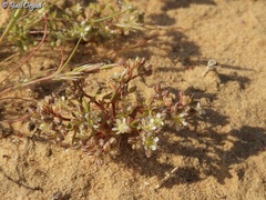 Polycarpon succulentum
