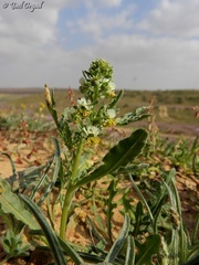 Reseda arabica