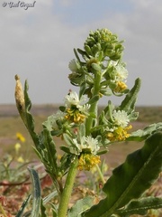 Reseda arabica