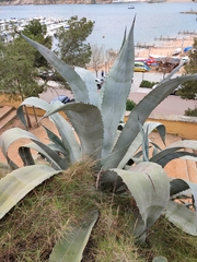 Agave beauleriana