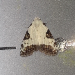 Meganola leucostola