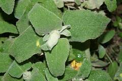 Phlomis floccosa image