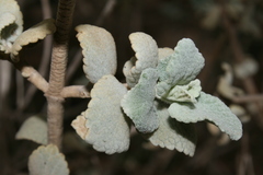 Pseudodictamnus mediterraneus