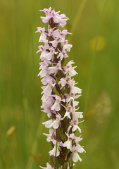 Dactylorhiza praetermissa
