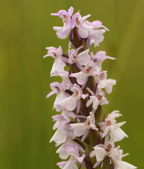 Dactylorhiza praetermissa