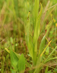 Dactylorhiza praetermissa
