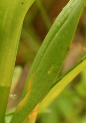 Dactylorhiza praetermissa