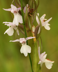Dactylorhiza praetermissa