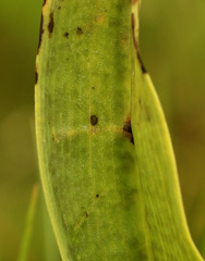 Dactylorhiza praetermissa